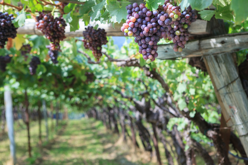 Close-up-of-grapes-on-the-vine-in-South-Tyrol-Italy-iStock_21179670_SMALL
