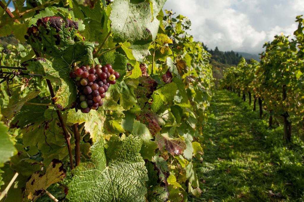 champagne region vineyard