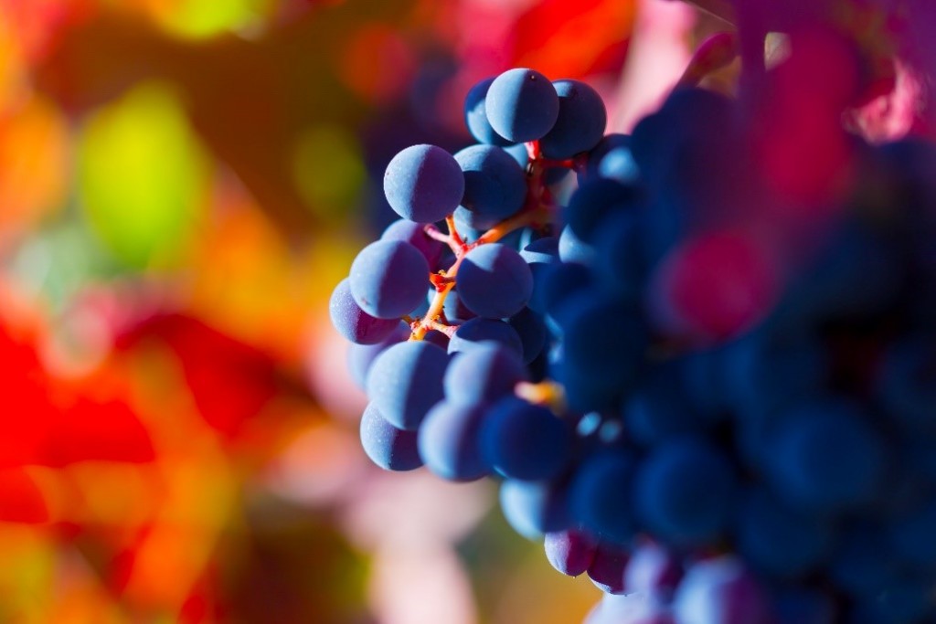 Argentina grapes