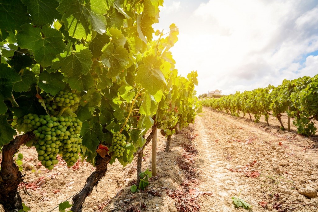 growing-grapes-1024x682